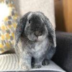 Kaninchen hat Schuppige Haut