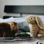 Kaninchen im Schlafzimmer halten - Vor- und Nachteile