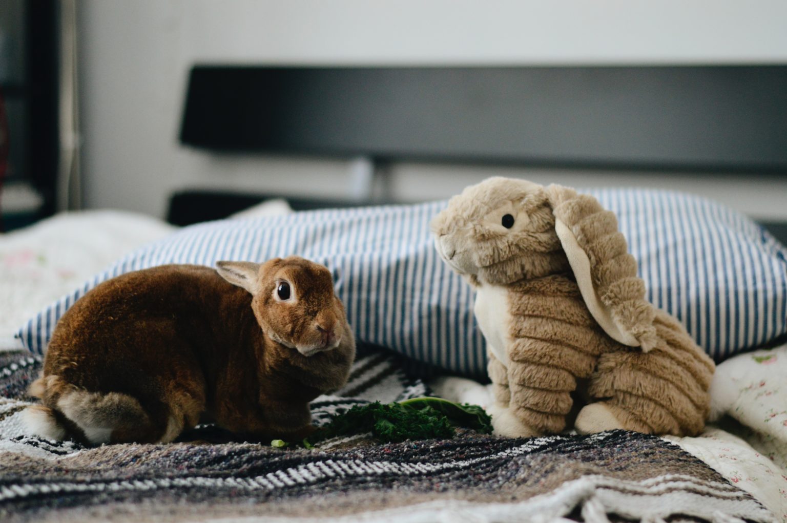 Woran Erkennt Man Dass Ein Kaninchen Schwanger Ist