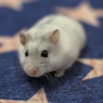 Warum macht mein Hamster überall hin?
