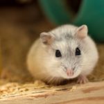 Warum starrt mein Hamster mich an?