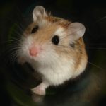 Die ultimativ-süße Namensliste für Hamster: weiblich und männlich