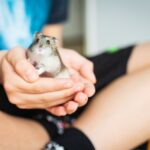 woran erkenne ich arthrose bei meinem hamster?
