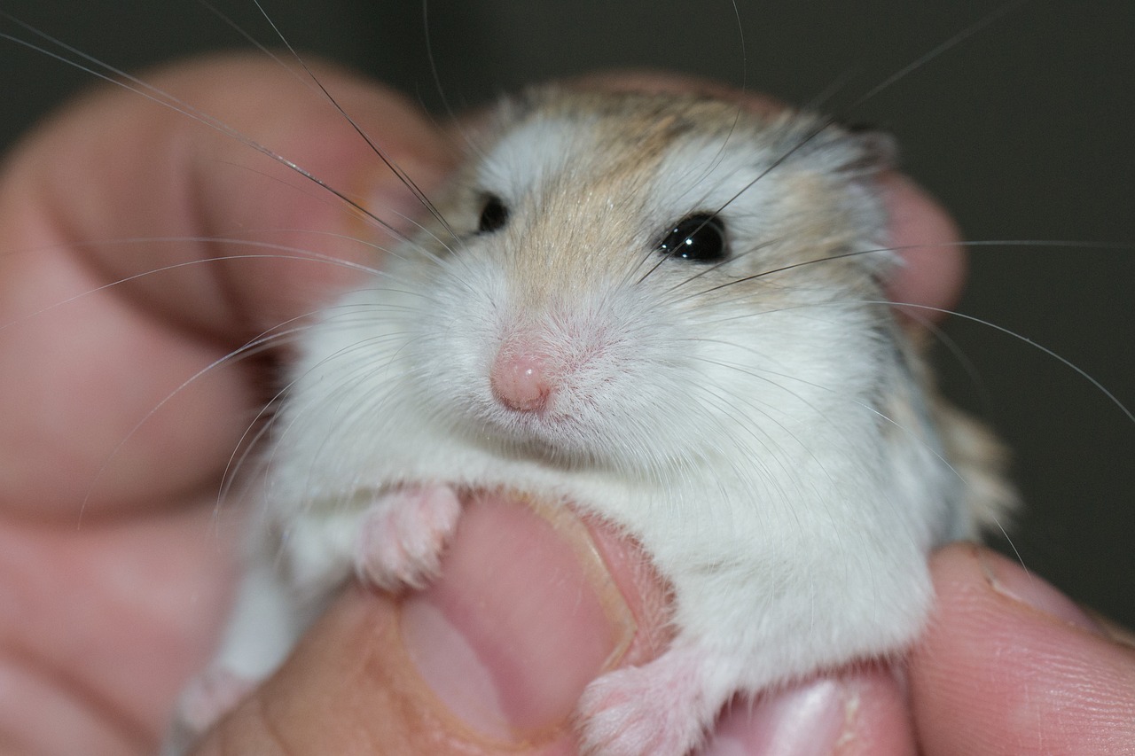Warum macht mein Hamster beim Atmen Geräusche | nagerguide.de