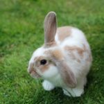Typische Krankheiten von Kaninchen