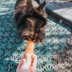 Kaninchen mag keine Möhren - was dahinter stecken könnte