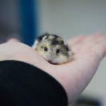 Woran erkenne ich, dass mein Hamster stirbt