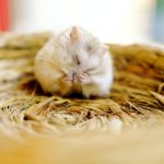 Warum hat mein Hamster immer Hunger?