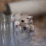 Wie alt werden Hamster?