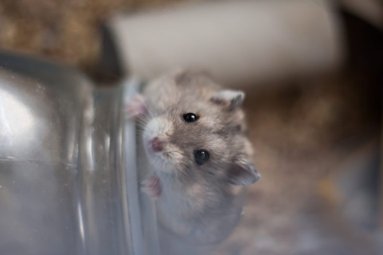 Wie alt werden Hamster? nagerguide.de