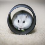 Wo können sich Hamster überall verstecken?