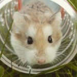 Welche Hamsterrasse ist tagaktiv?