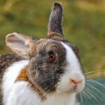 Wie werden Kaninchen zutraulich?