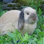 woran erkenne ich arthrose bei meinen kaninchen?