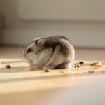 Hamster richtig füttern - dein Guide zur richtigen Fütterung