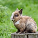 Was muss ich beim Auslauf von Kaninchen beachten?