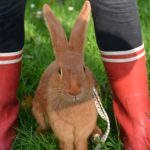 Kaninchen rennt um mich herum