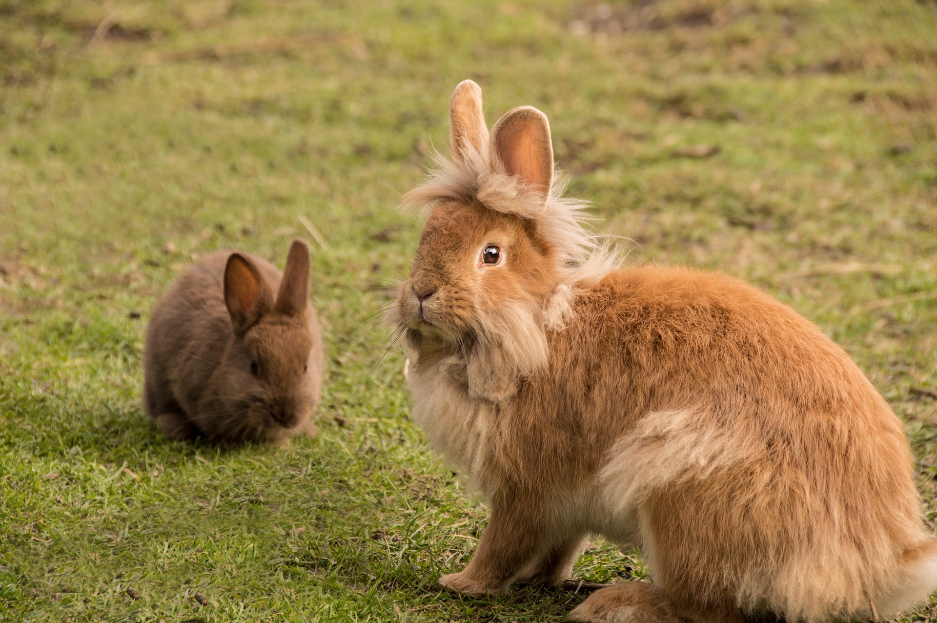 Kaninchen Hält Kopf Schief Und Fällt Um Steckbrief Kaninchen | nagerguide.de