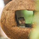 Können Hamster im Dunkeln sehen?