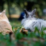 kaninchen weibchen rammelt männchen