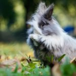 Kaninchen erschreckt sich dauernd