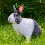 Kaninchen hat Angst vor anderen Kaninchen
