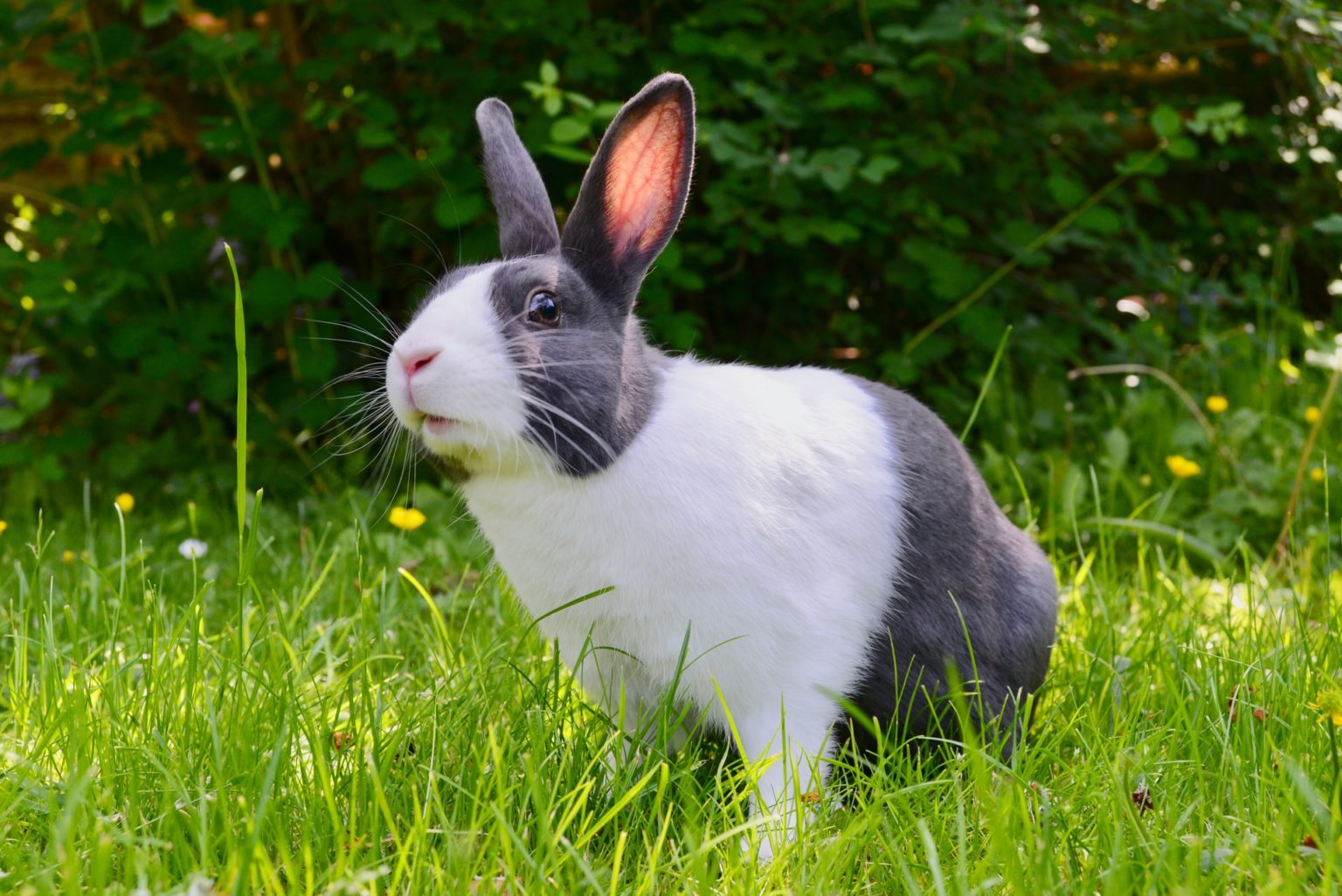 Warum mag mein Kaninchen mich nicht? nagerguide.de