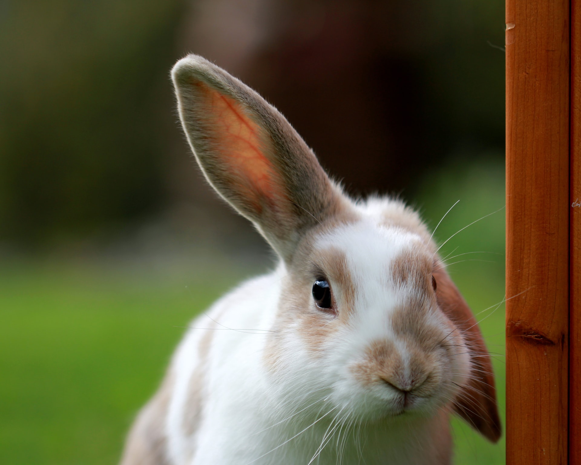Warum macht mein Kaninchen beim Atmen Geräusche | nagerguide.de
