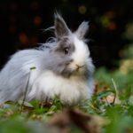Sind Blattläuse gefährlich für Kaninchen?