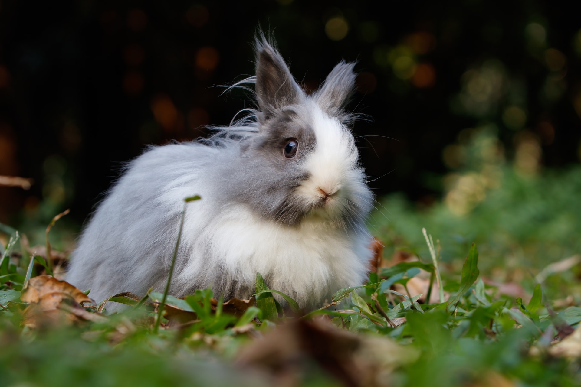 Wie hoch können Kaninchen springen? nagerguide.de