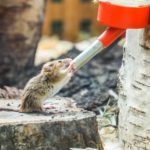Wann Hamsterkäfig säubern?