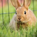 Kaninchen und Hühner zusammen?