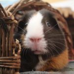 Mein Meerschweinchen hat Angst vor mir