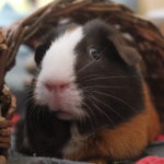 Warum blutet mein Meerschweinchen?