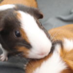 meerschweinchen frisst haare