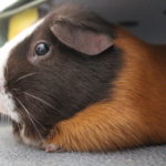Meerschweinchen oder Hamster