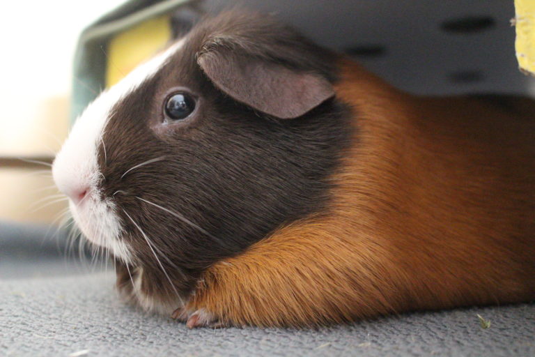 Warum haben Meerschweinchen rote Augen? nagerguide.de