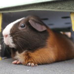 Kann mein Meerschweinchen pupsen?