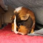 Mein Meerschweinchen hat Plastik gefressen