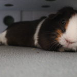 Wann muss mein Meerschweinchen zum Tierarzt?