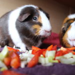 Wie viel Chicorée an Meerschweinchen füttern?