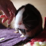 Meerschweinchen Geräusche beim Streicheln