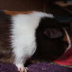 Warum ändert sich die Fellfarbe bei Meerschweinchen