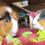 Wie viel Sellerie dürfen Meerschweinchen essen?