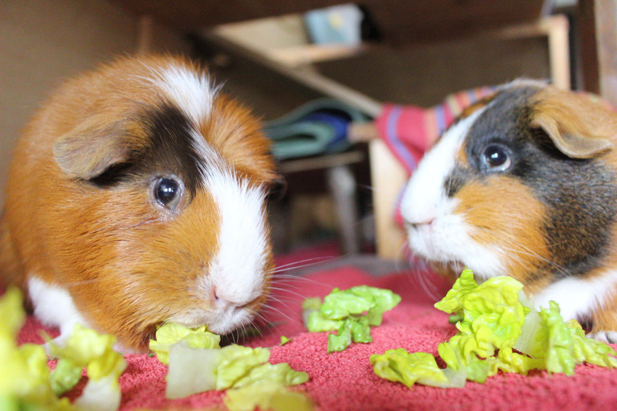Wie viel Sellerie dürfen Meerschweinchen essen? nagerguide.de