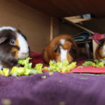 Dürfen Meerschweinchen Brot fressen?