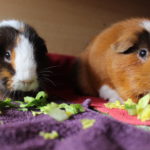 Wie viel Salat an Meerschweinchen füttern?
