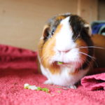 meerschweinchen an rampe gewöhnen