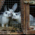 Kaninchen nagt am Käfiggitter