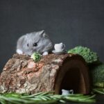 Wie lange können Hamster ohne Futter auskommen?